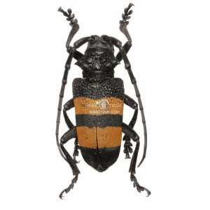 PHRYNETA AUROCINCTA